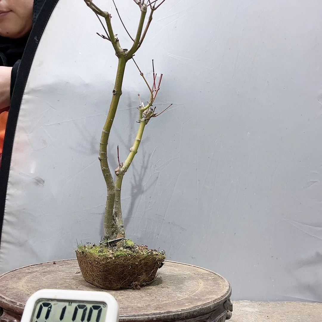 不****生高端盆栽红枫