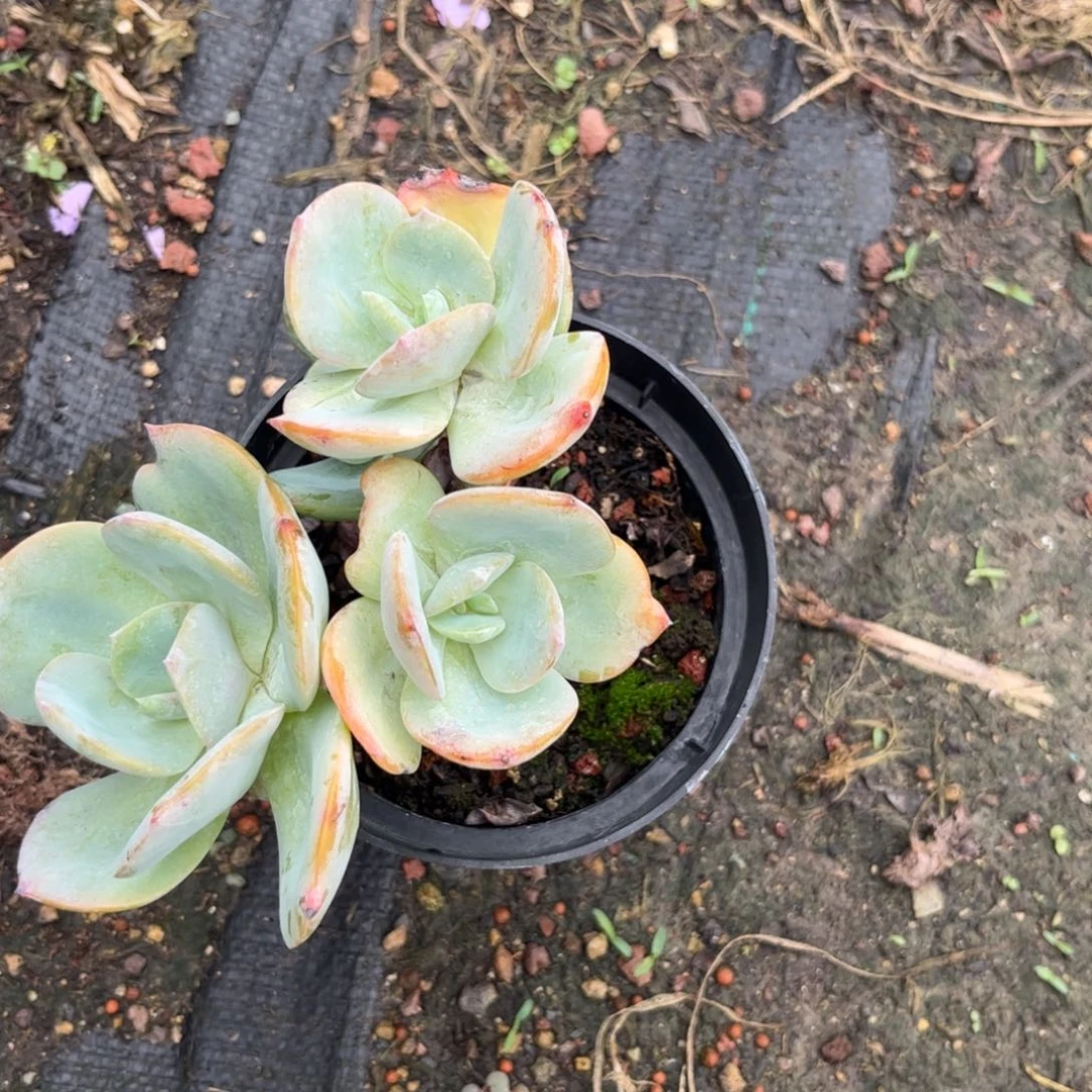 s***t多肉植物保护研究所
