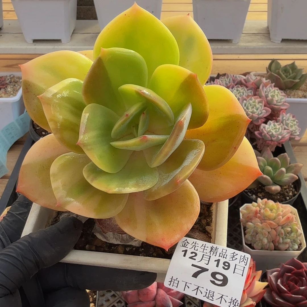 1219-79白风锦单头