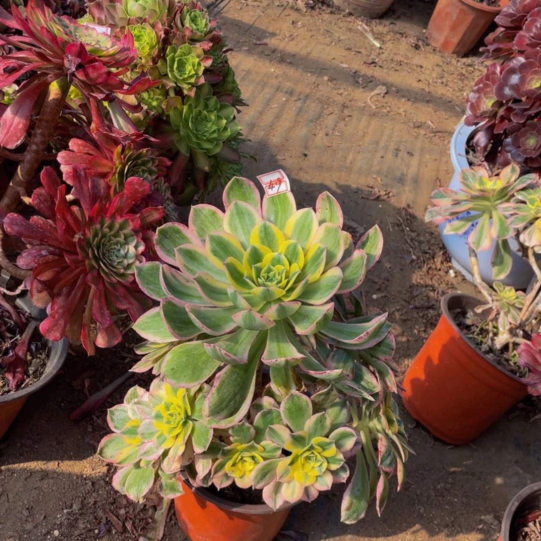 419鲜花老桩灿烂鲜花