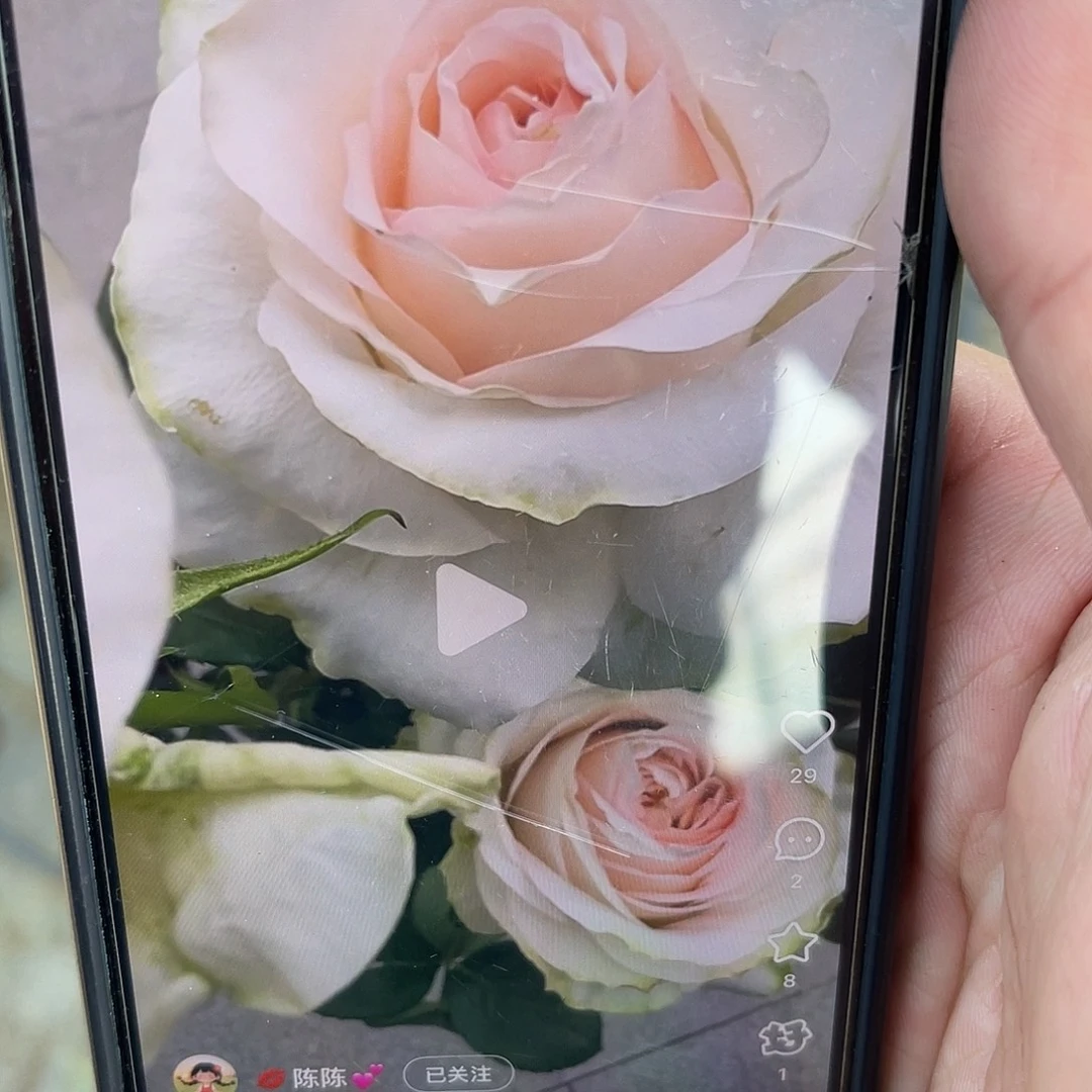 无花朵———女士-/小姐 福利款