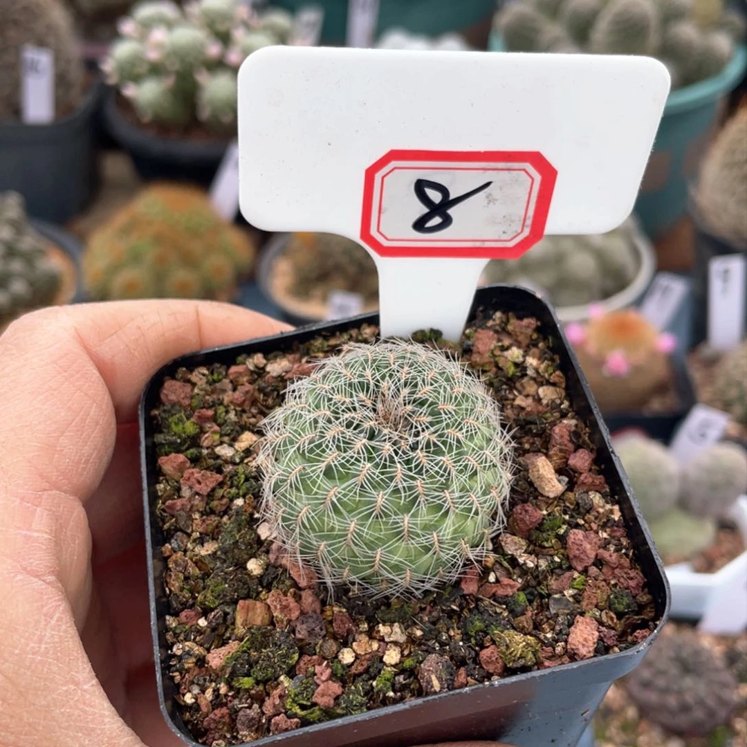 8往事多肉哦你们都