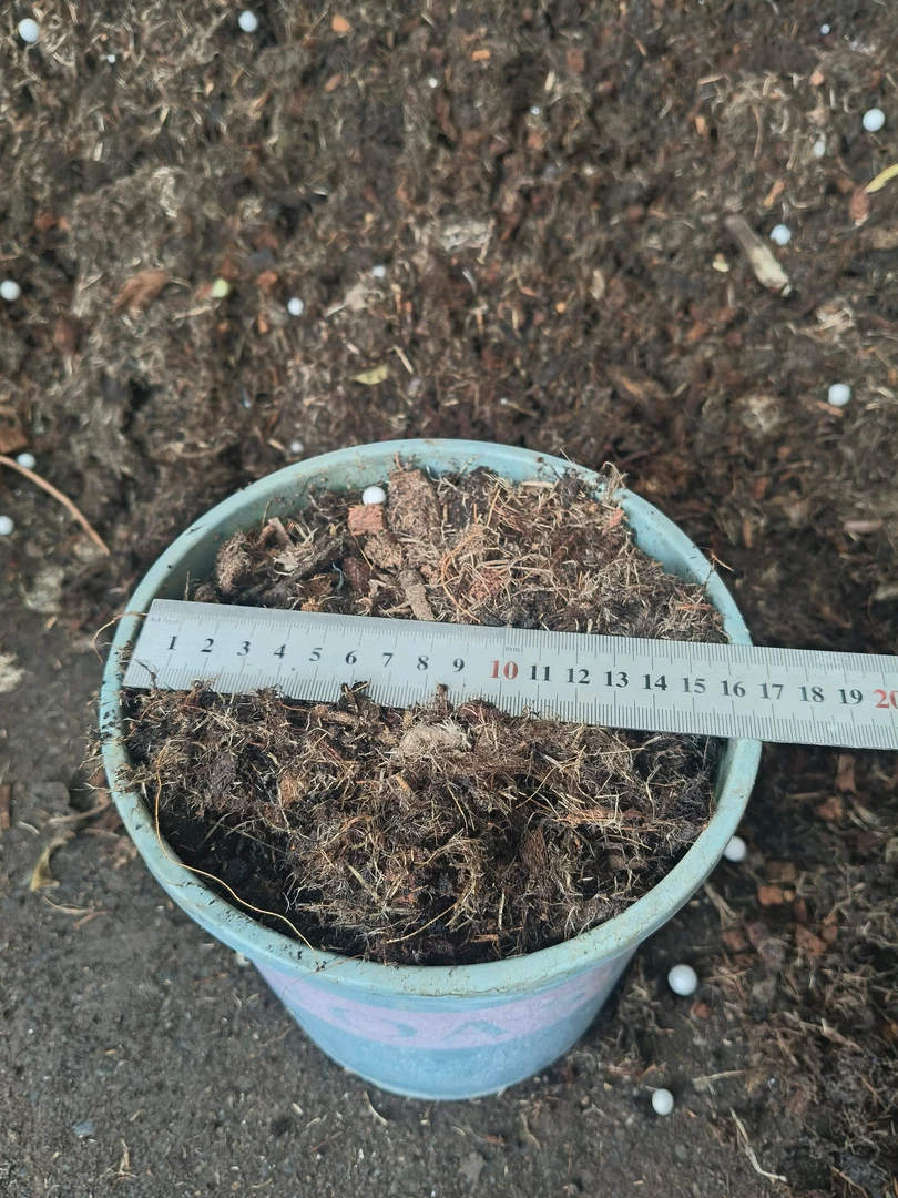 多肉法师锦多肉土壤16盆1.5加仑盆