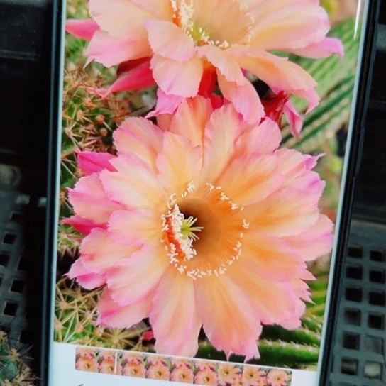 下26彩草137一1歪无根侧芽4公分左右20包邮