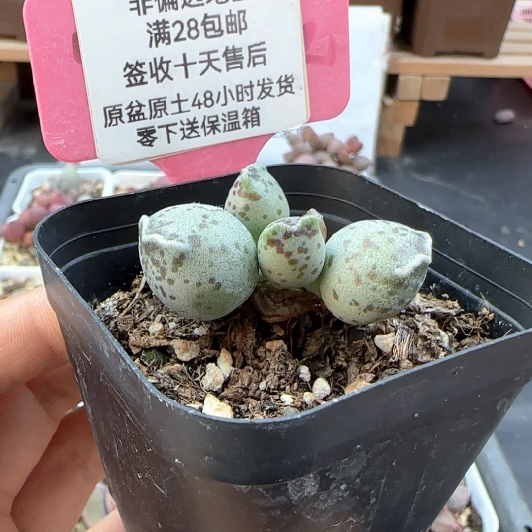 415丸叶海豹多肉