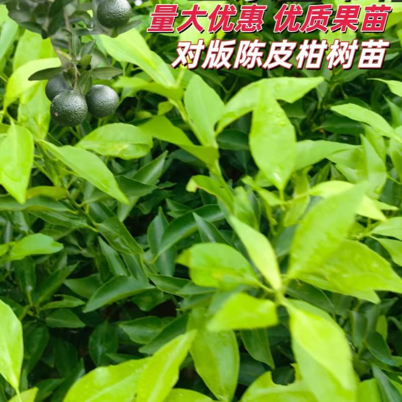 广西基地陈皮柑树苗正宗新会柑青皮茶枝柑嫁接苗南方四季种植大苗