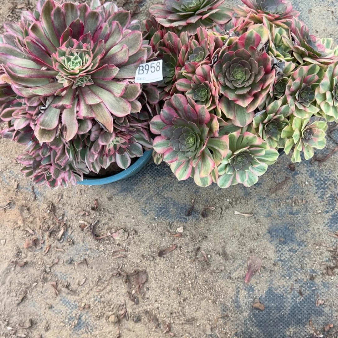 958两颗组合多肉植物法师