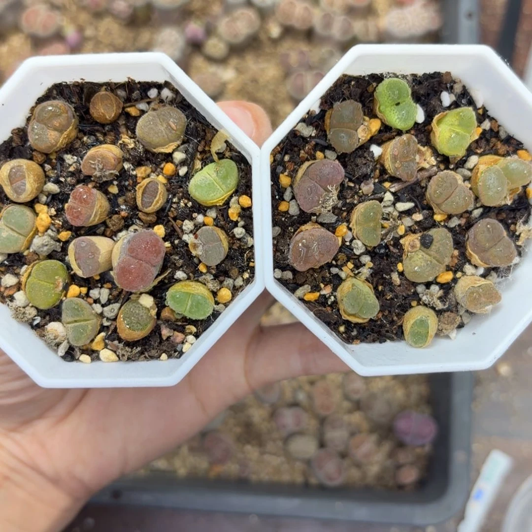 1641 —生石花肉锥