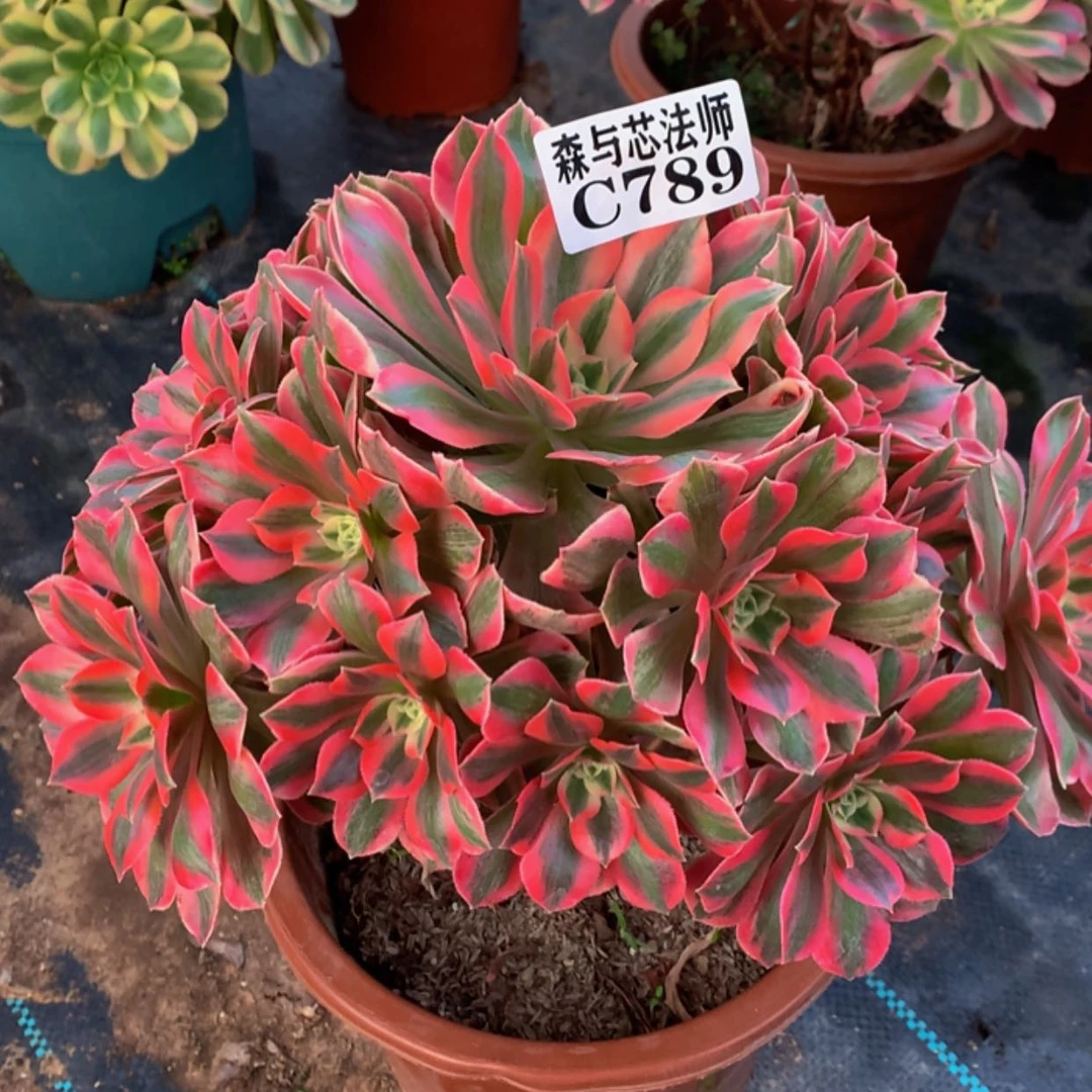 【闪购商品】789女妖