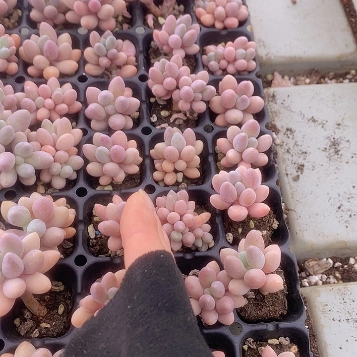 106-107 多肉植物盆栽花卉植物