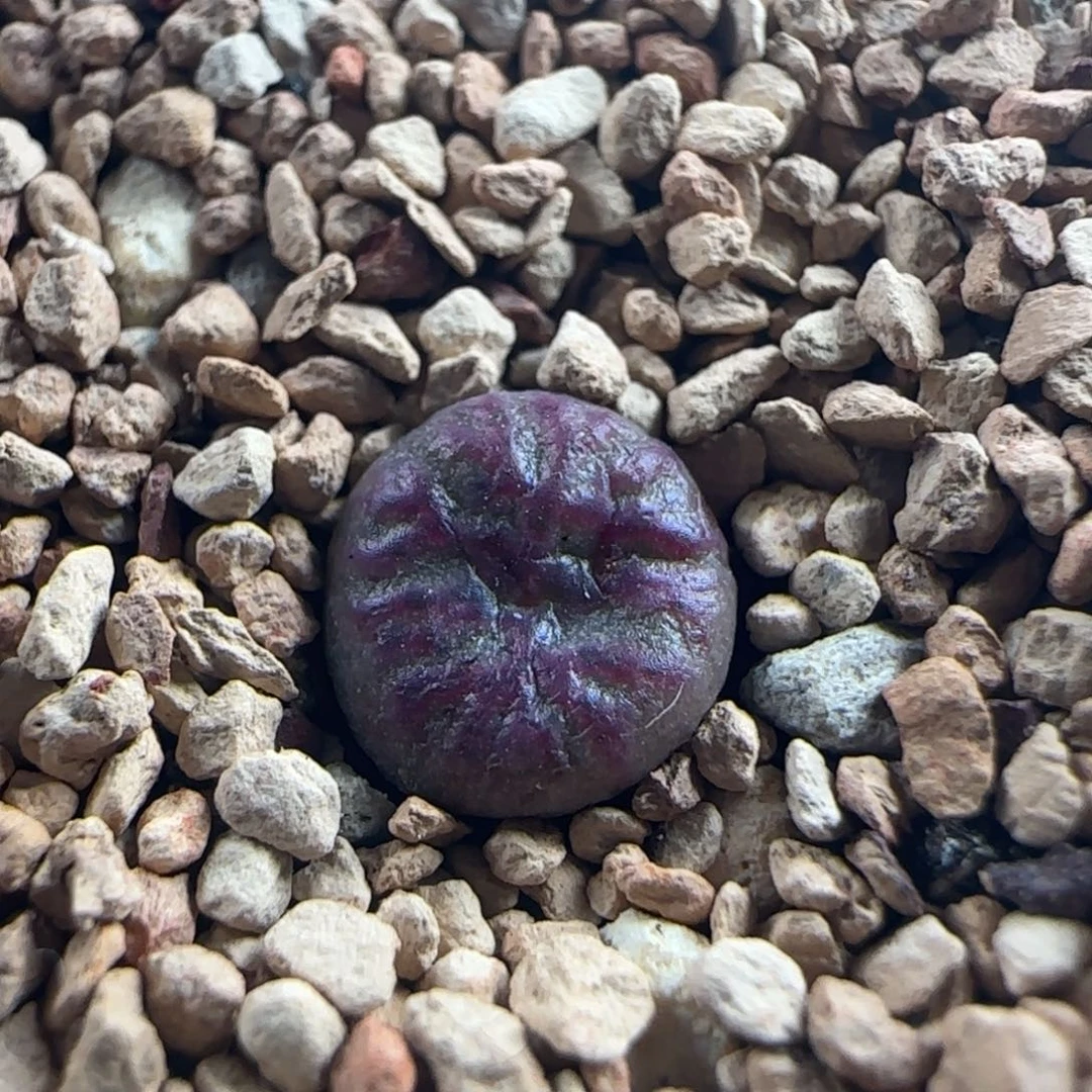 0938/铅笔画杂/尺寸不大