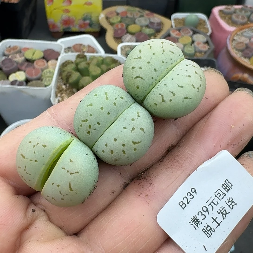 水****239多肉哈哈哈哈哈哈哈