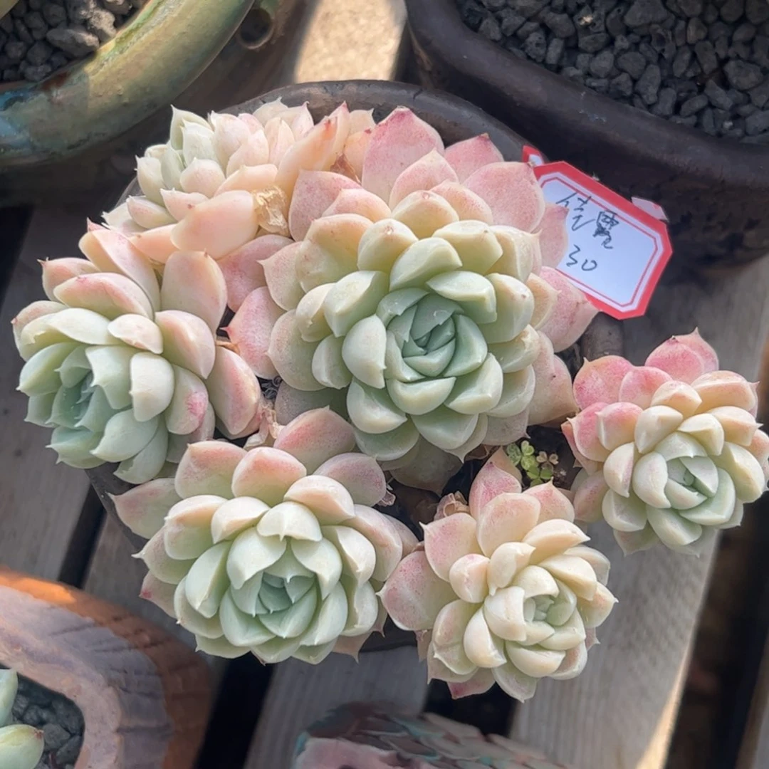 多肉植物多肉植物