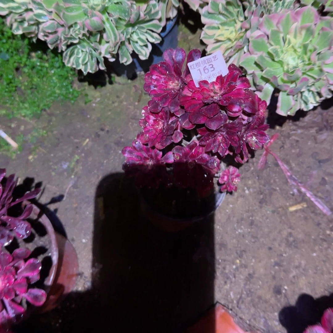 利纳法师多肉163