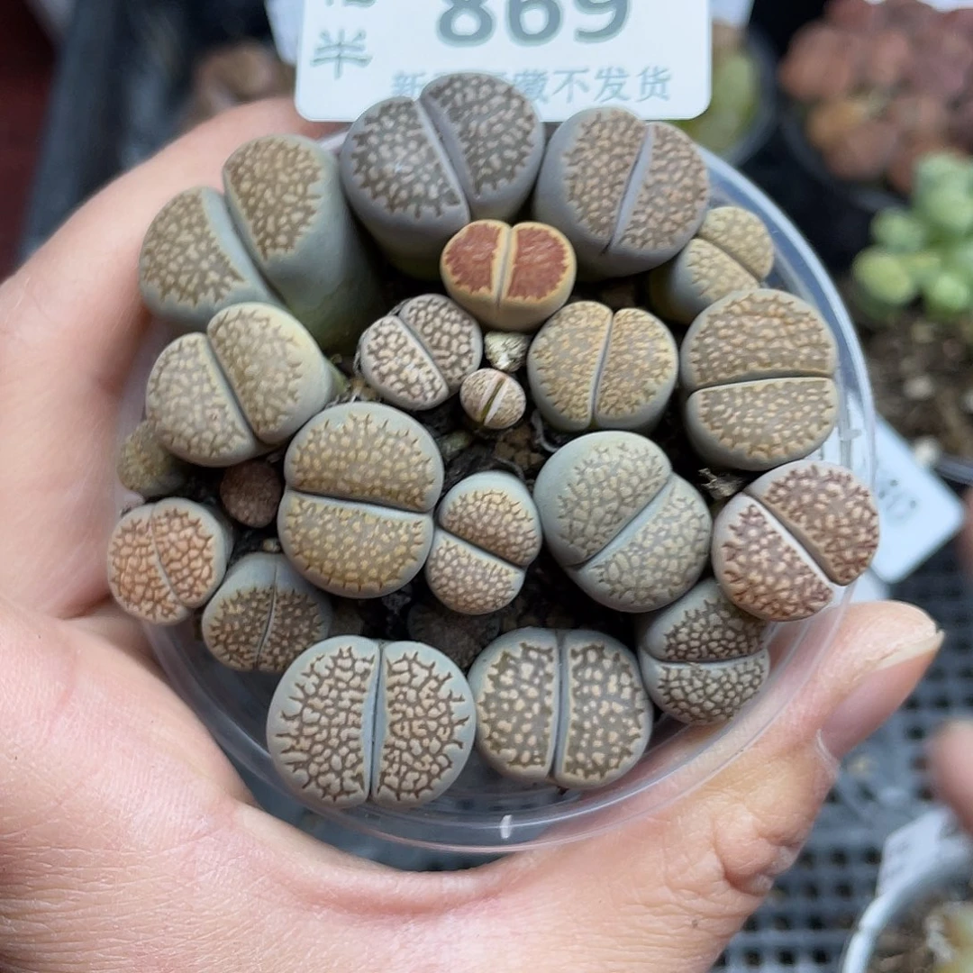 86900000怪特价扶他花