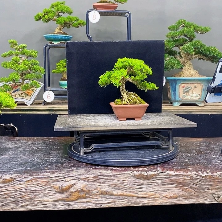 无花朵黄杨盆景四季常青