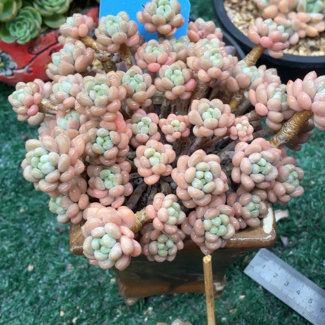 达芙妮一物一拍28包邮非偏远