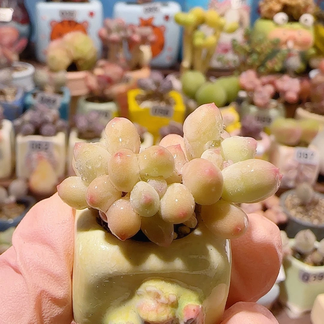 T可爱彩虹奶盆口1.5cm