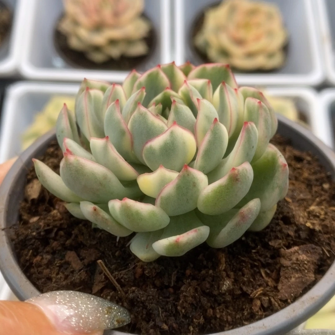 202白覆轮梦幻玫瑰锦