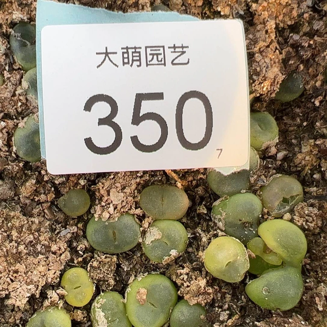 0000350量拍芬妮水晶鞋10颗