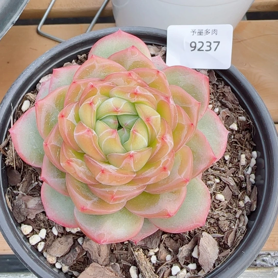 海洋之星，9237多肉植物