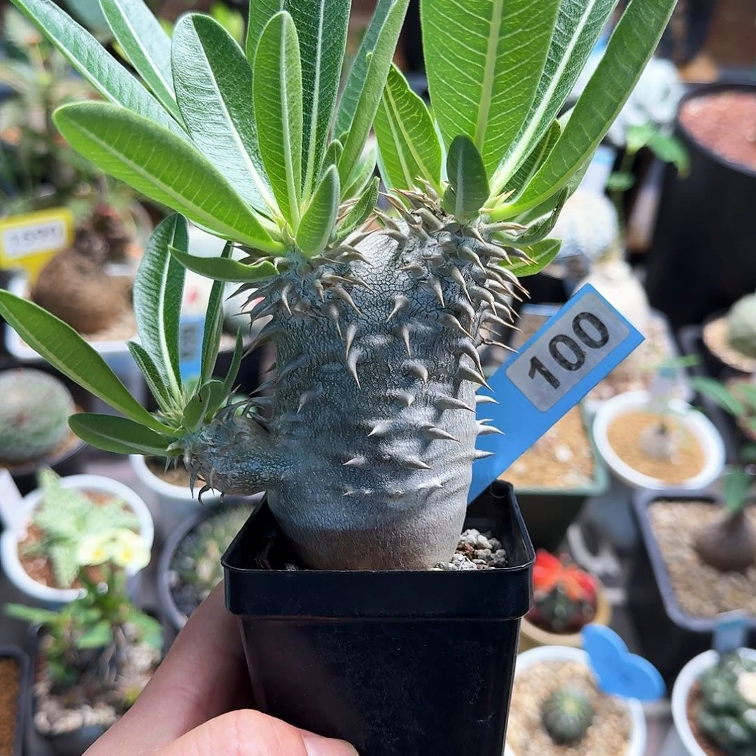 女王玉100块根植物