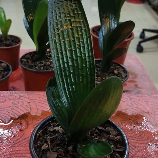 完全开放鑫子兰苑杜杜