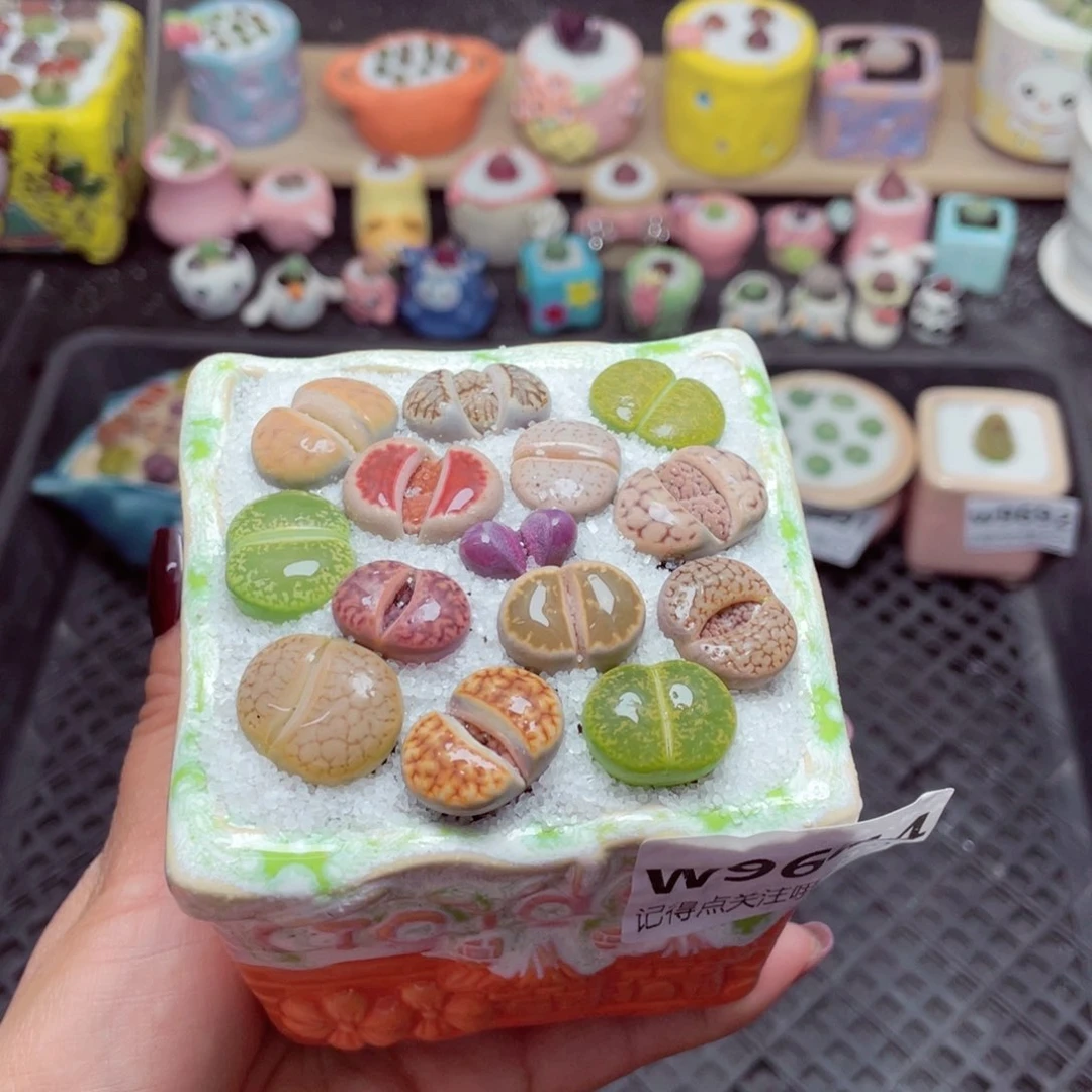 w9694 带盆土发货-零下地区拍保温箱