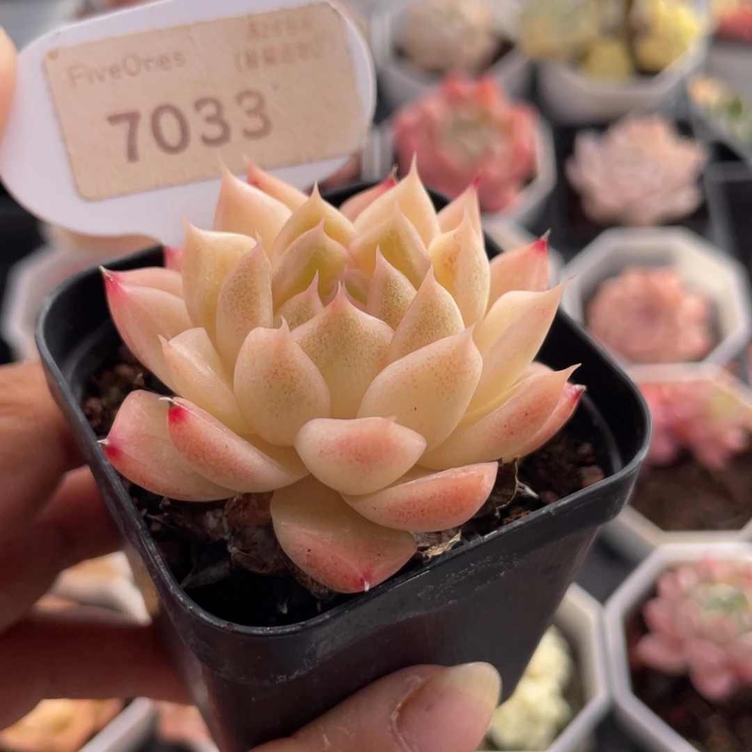 粉麦秆7033-5.5厘米