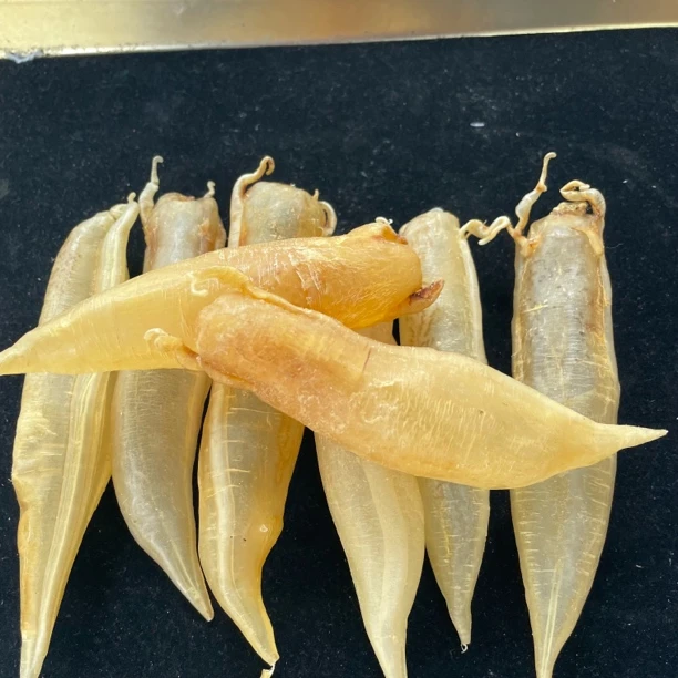 百佳滋补-筒花胶鱼肚滋补品孕妇食材养胃煲汤正宗花胶