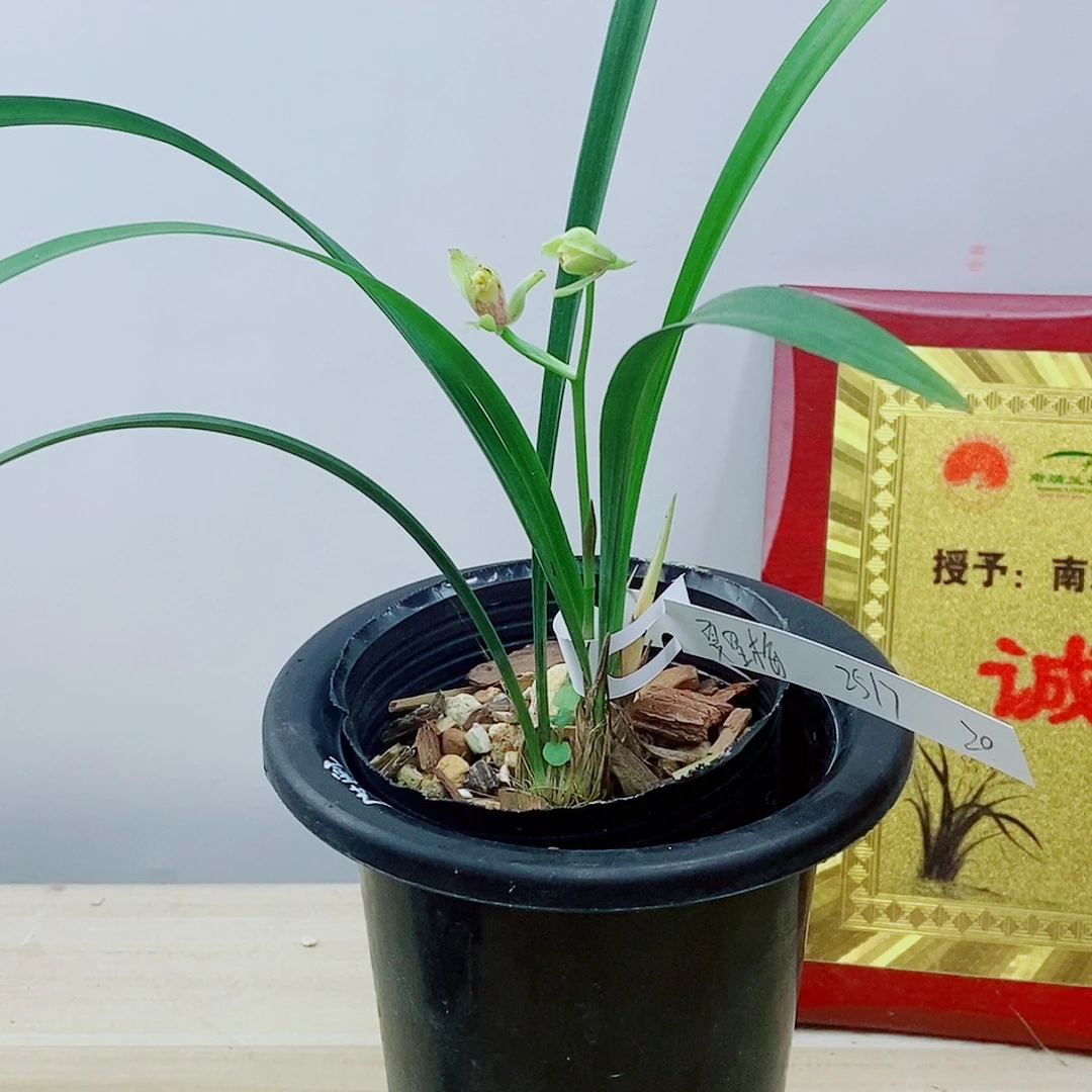当前无花栽培后可以开花夏