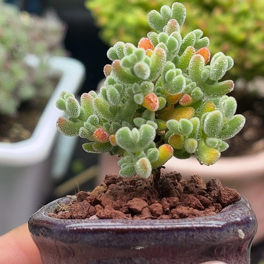 34实生莱斯带盆优选枝干