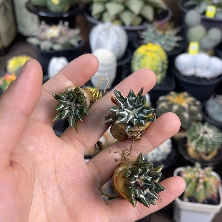 黑牡丹实生随机发货