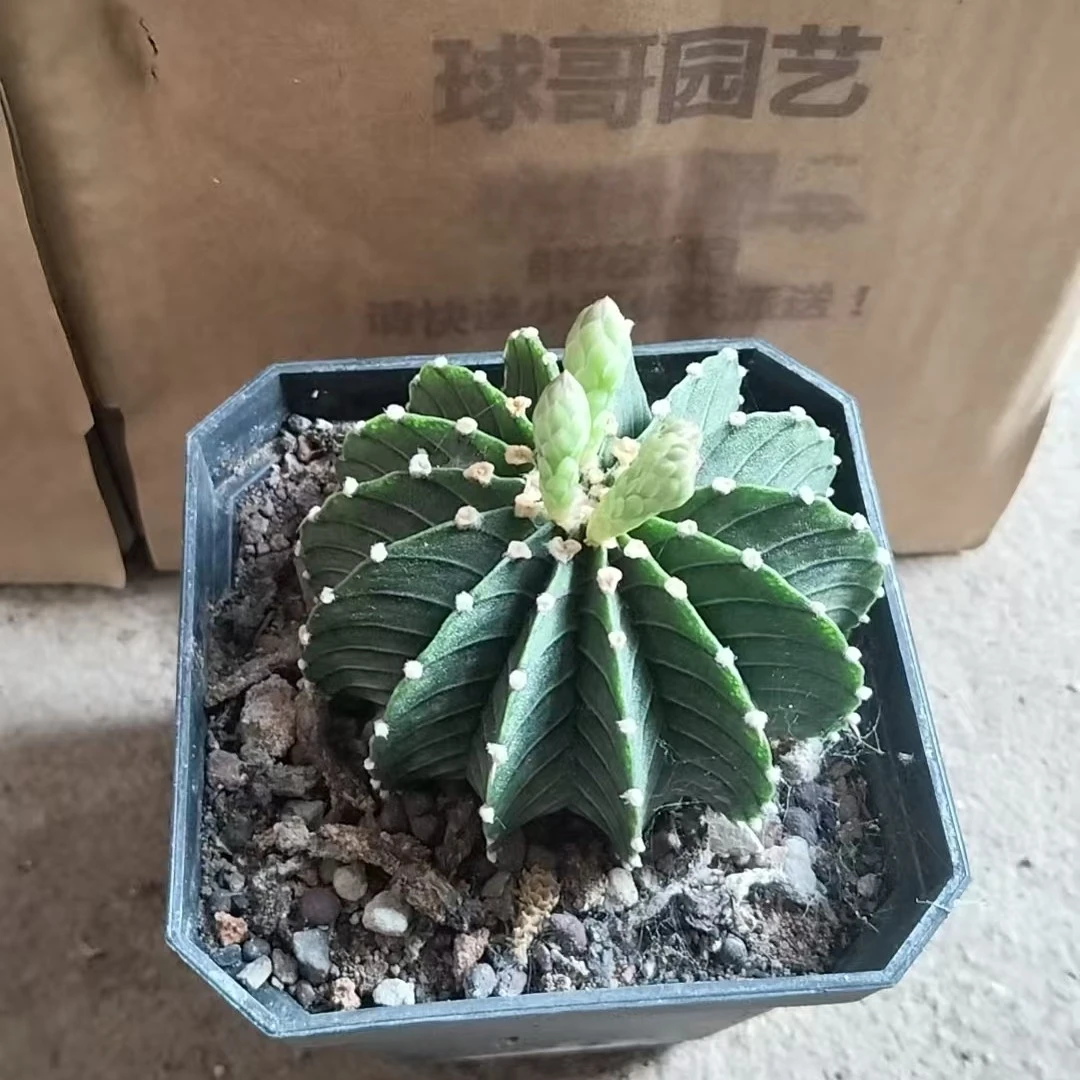 满18包邮（实生纯肋骨）两颗    十二棱以下