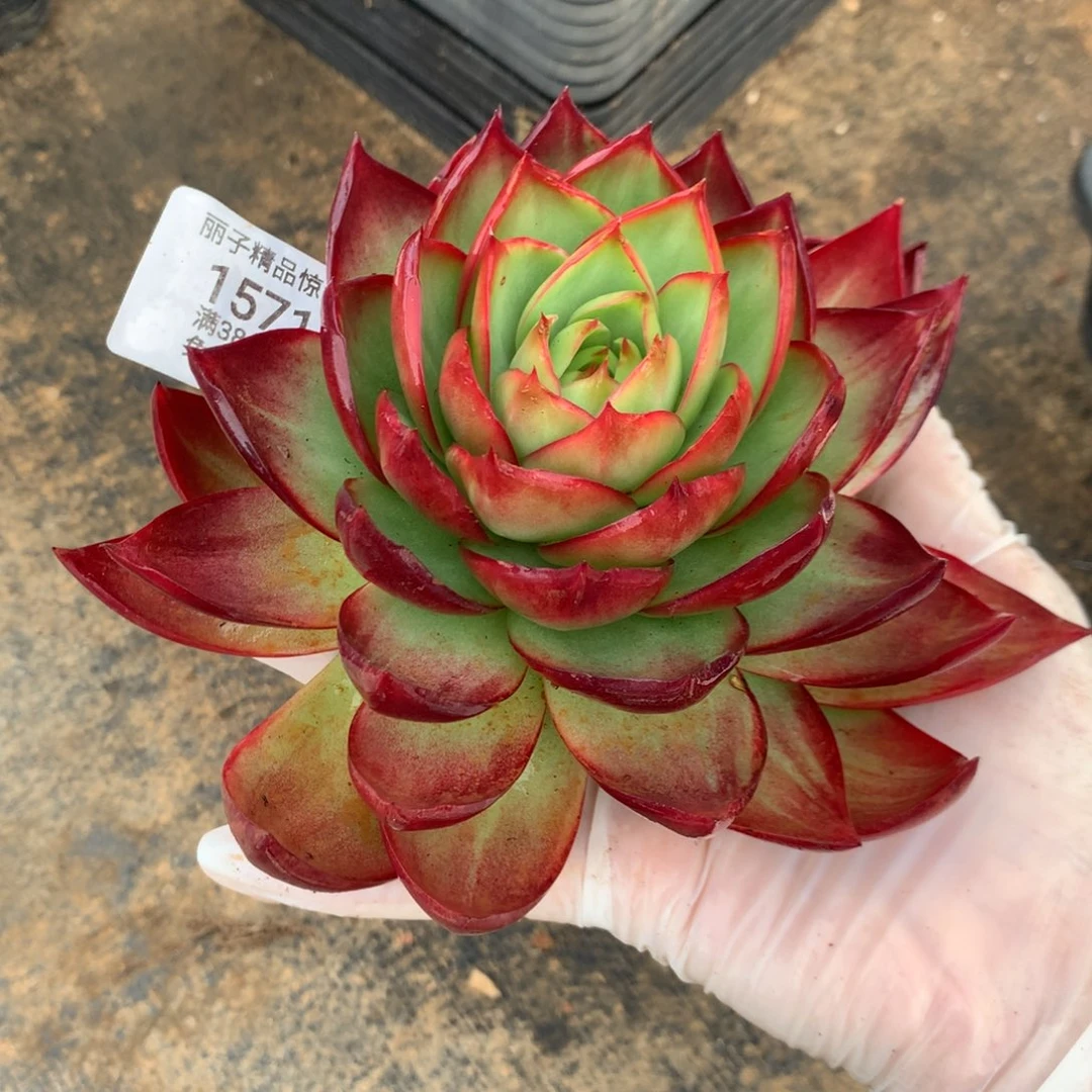 1571号多肉植物惊鸿，叶片受伤不售后