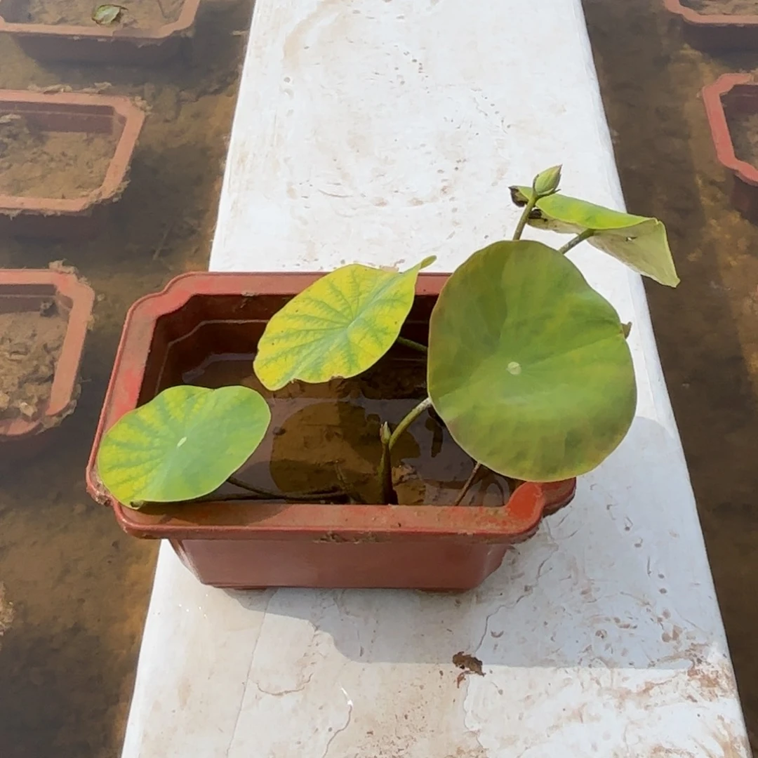 无花朵ℳ****青绿小红盆成品391