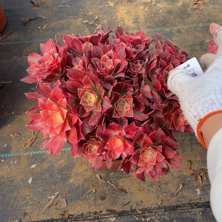 368分女妖法师多肉断枝不售后