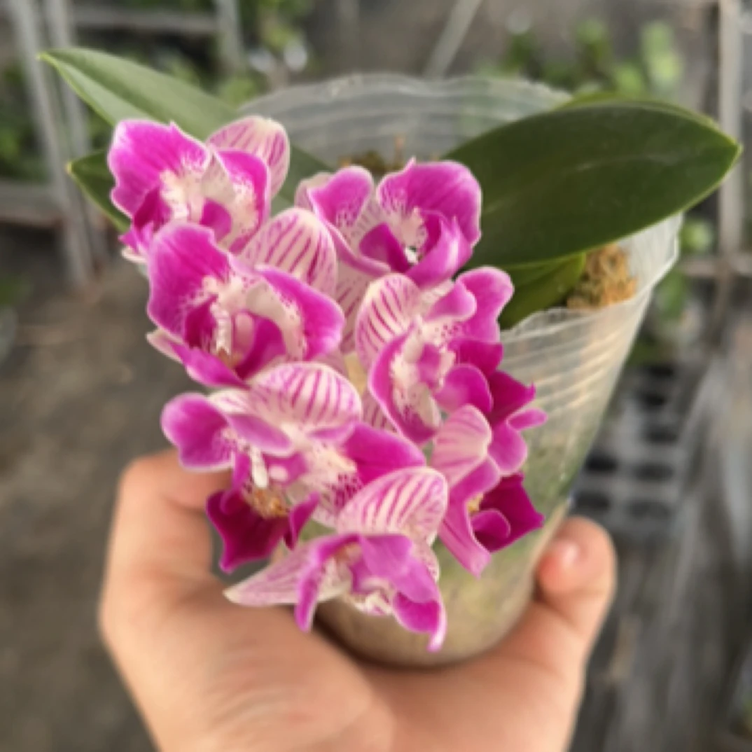 三生三世变异种蝴蝶兰