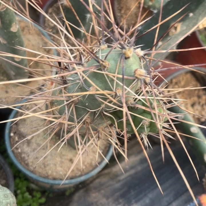 枪舞者仙人球开花侧芽