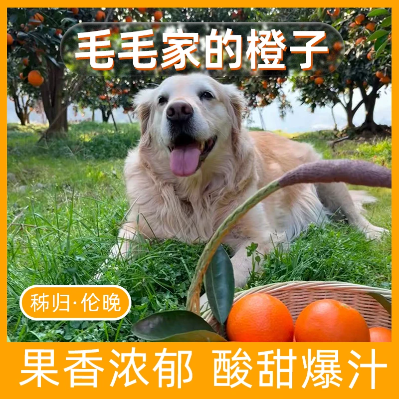 毛毛家的橙子毛毛果当季春橙伦晚细腻化渣汁水充足现摘现发