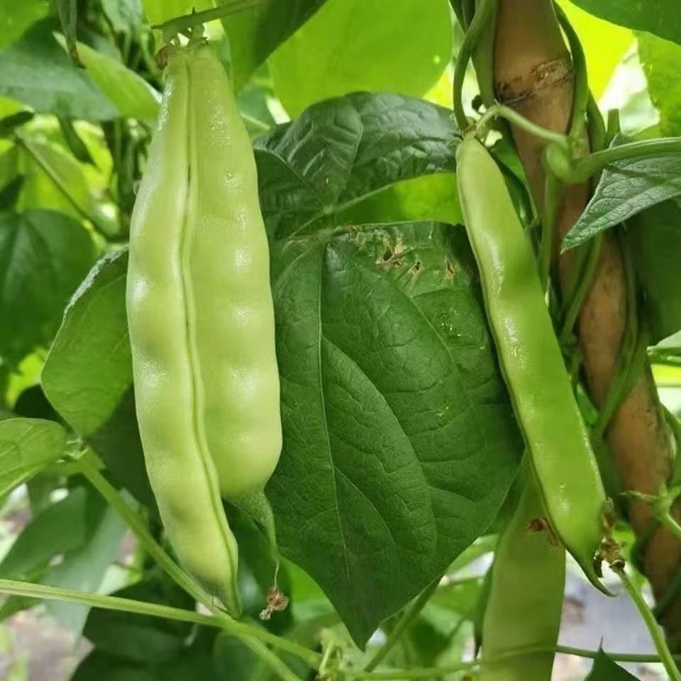 【九月摘油豆角种子】四季种植盆栽地栽阳台小院种植