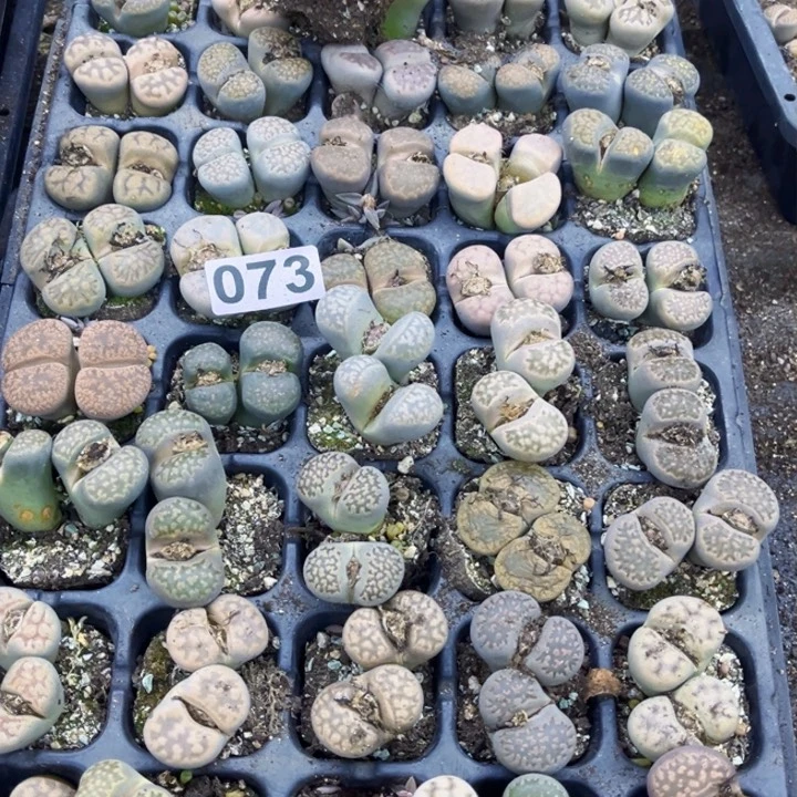 073脱土生石花一物一图如图