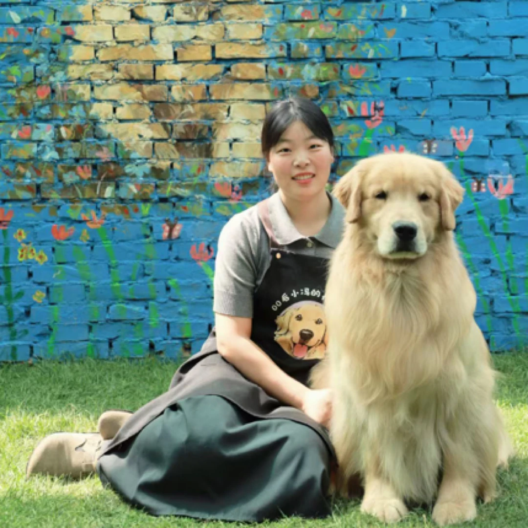 小冯家双血统金毛幼犬宠物活体狗狗健康可爱