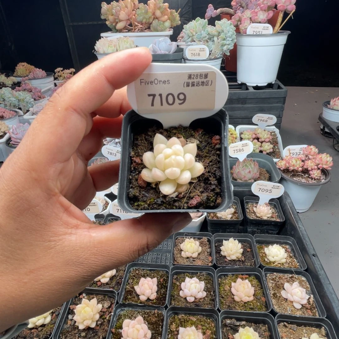 7109 麦秆3.5厘米