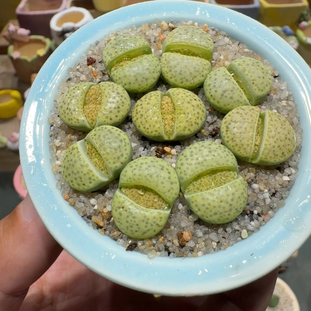 蘑菇1270微纹多肉植物