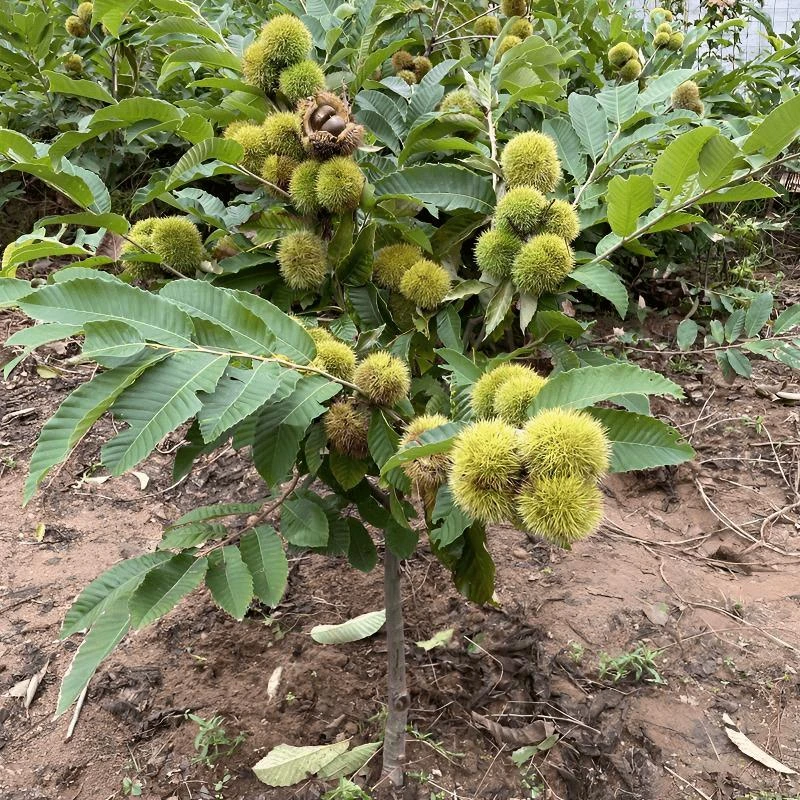 大红袍板栗树苗南方北方种植当年结果特大果树苗王中王嫁接板栗苗