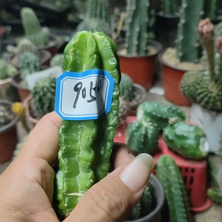 一****仙人球紫翠虾侧芽9059