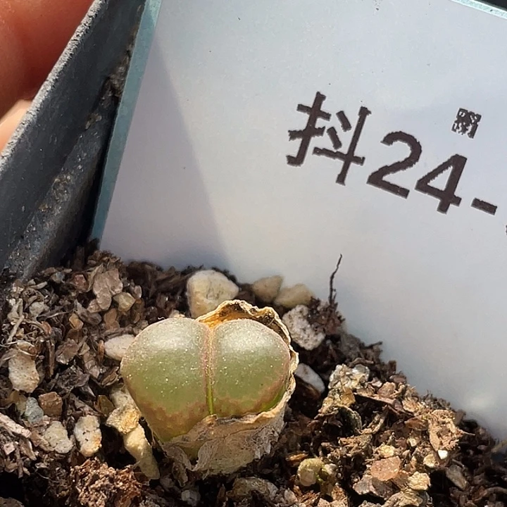 24-93风铃多肉植物