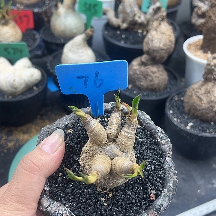 鱼骨大戟产地多肉植物