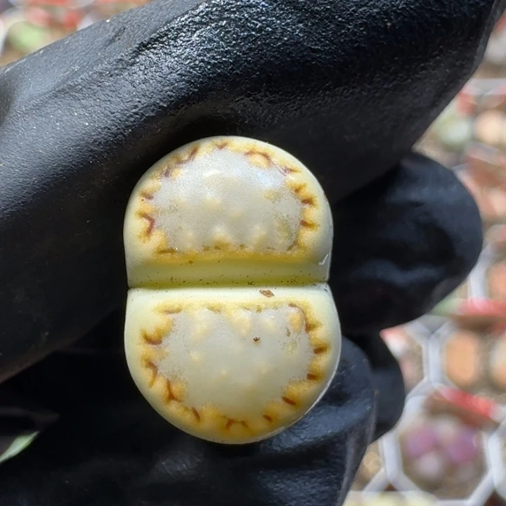 生石花111121。   180